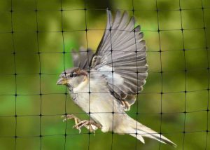 pigeon repellent remedy - bird flying past a net barrier