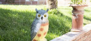 using visual scare for birds - decoy owl in the garden