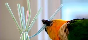 homemade bird repellent - bird pecking on a bundle of straw