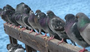 using visual scare for birds - a group of pigeons lined up in a wooden plank