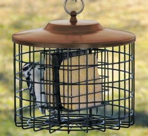 homemade bird repellent - suet feeder placed inside a cage