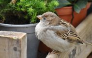 6 House Sparrow Deterrents That Will End The Invasion And Possible Spread of Disease