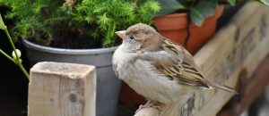 best sparrow deterrent - perched sparrow
