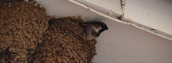 Foolproof Ways To Stop Sparrows and Starlings From Nesting Under Your Eaves