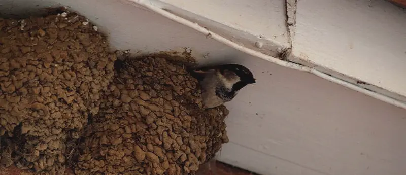 nesting attic eaves starlings sparrows nests pigeons aannemerdenhaag