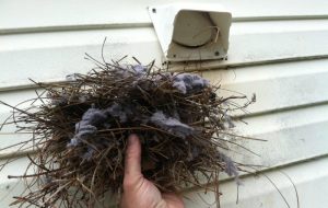 how to stop birds from nesting in the gutter - nest