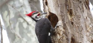 how to bird proof your home from woodpeckers - bird on tree hole