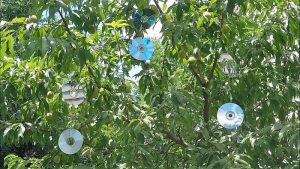 how to bird proof your home from woodpeckers - cds hung on tree