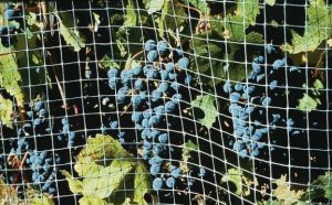 how to bird proof your home from woodpeckers - grape tree with protective net
