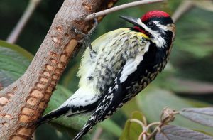 how to bird proof your home from woodpeckers - bird boring holes on the tree