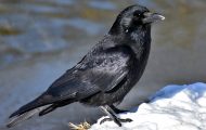Crows – Are They Really Bad for the Garden?