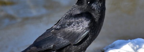 Crows – Are They Really Bad for the Garden?