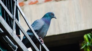 pigeon with bird spikes