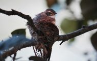 How to Get Rid of Noisy Birds in Trees