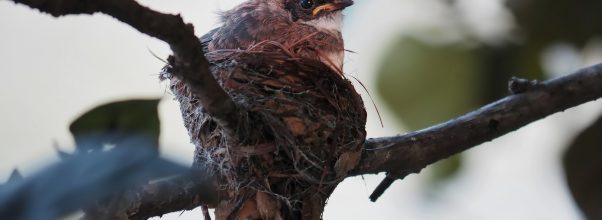 How to Get Rid of Noisy Birds in Trees