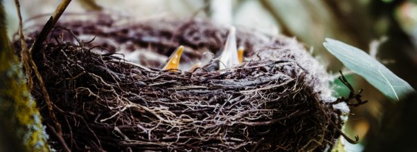 Keep Your Eaves Bird-Free: Proven Strategies to Deter Nesting