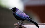How to Get Rid of Grackle Birds