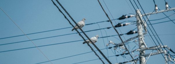 5 Methods on How To Keep Birds Off Power Lines