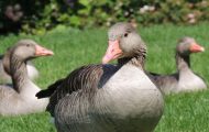 How To Deter Geese From Your Property: 8 Guaranteed Tips