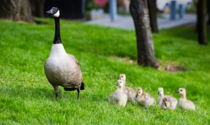 how to deter geese from your property