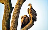 What You Can Do to Get Rid of Vultures – Effectively!