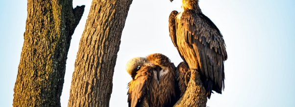 What You Can Do to Get Rid of Vultures – Effectively!