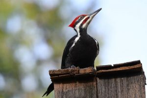 how to keep woodpeckers away from house