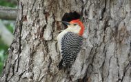 8 Ways On How To Keep Woodpeckers Away From House