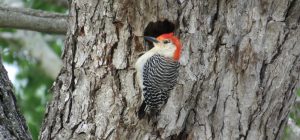 how to keep woodpeckers away from house = photo of woodpecker perched on a tree with a hole