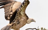 How To Get Rid Of Vultures In Your Yard In a Humane Way