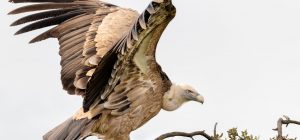 how to get rid of vultures in your yard - photo of a vulture perched on a tree