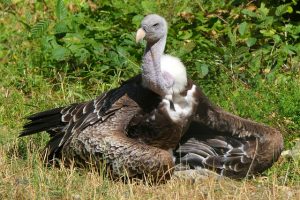 how to get rid of vultures in your yard - photo of a vulture sitting on the ground