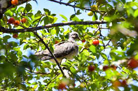 bird in fruit tree