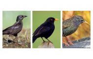 Starling vs. Grackle vs. Blackbird