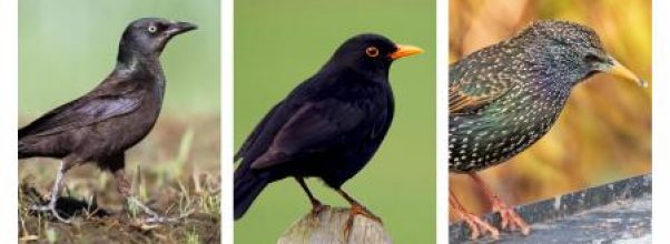 Starling vs. Grackle vs. Blackbird