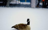 The Background: Are Canada Geese Dangerous