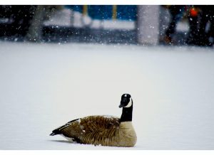 are canada geese dangerous