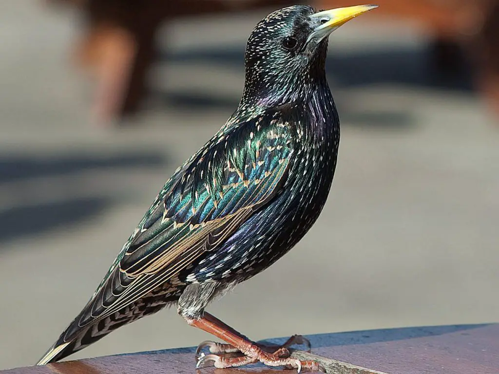 starling