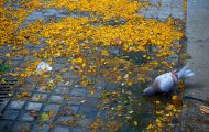 Pigeon Droppings: Is Dried Bird Poop Dangerous