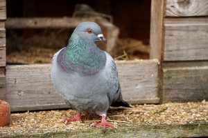 How to Get Rid of Barn Birds