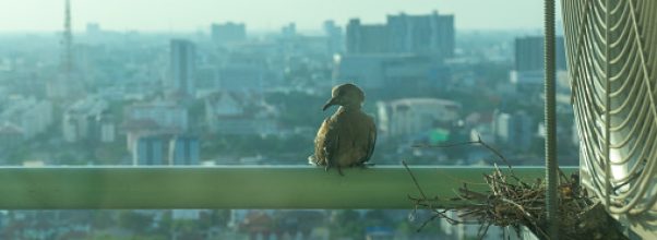 How a Bird Nest Under Air Conditioner Affects the Unit