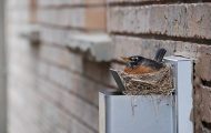 How to Get Birds Out of Vents: Causes Birds in My Vents?