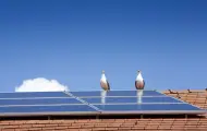 ￼How To Keep Birds Out Of My Solar Panels?