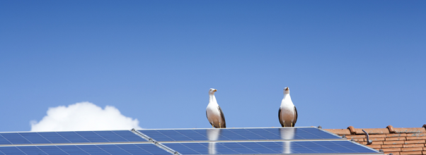 How To Keep Birds Out Of My Solar Panels?