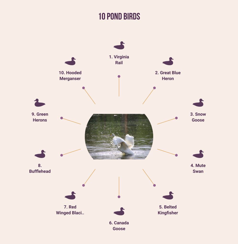 How To Keep Birds Away From Fish Pond Bird Proofing Guide