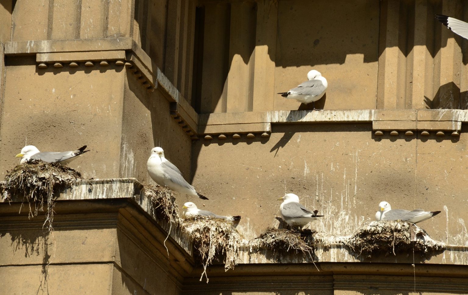 How To Keep Birds From Nesting On Ledge Bird Proofing Guide