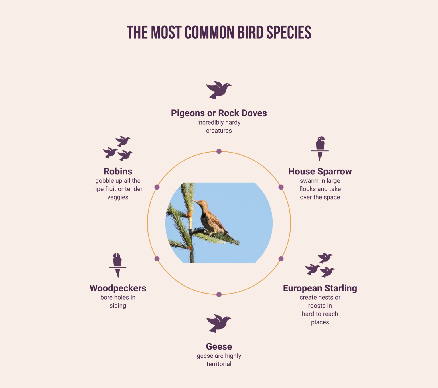 How To Get Rid Of Unwanted Birds Bird Proofing Guide