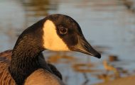 Are Canadian Geese Aggressive?