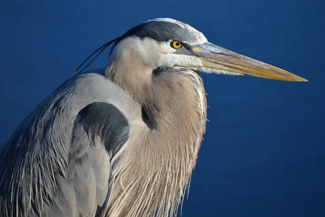 blue heron