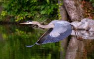 Are Blue Herons Territorial: Everything You Need To Know!